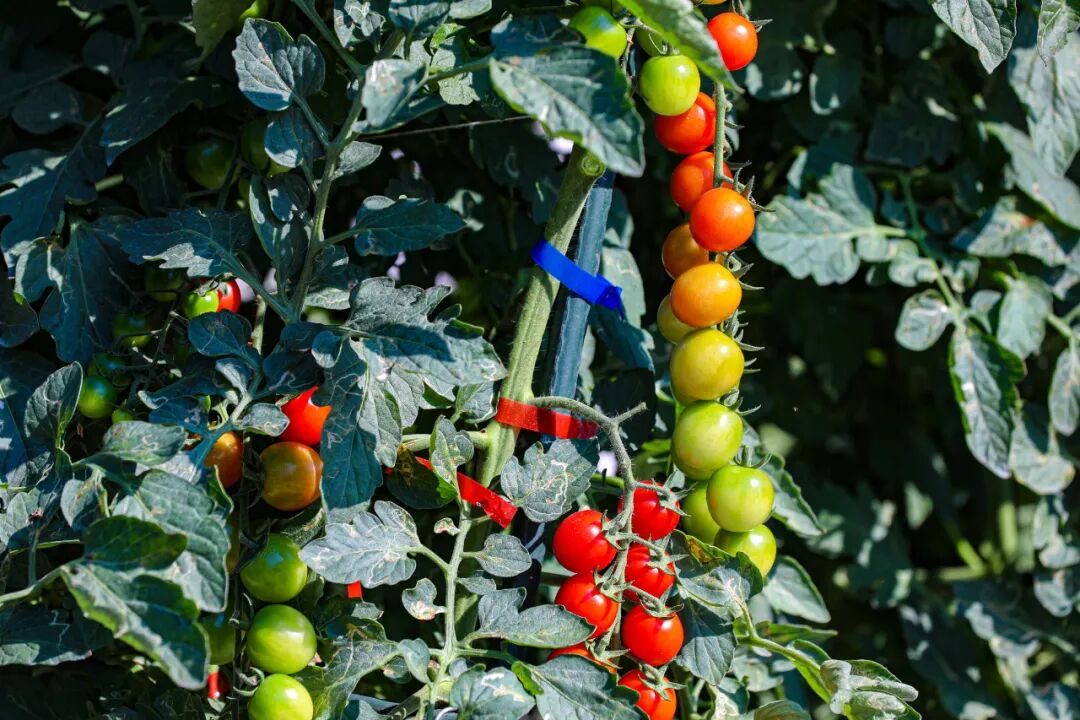 首次！快来高品质番茄“全运会”！