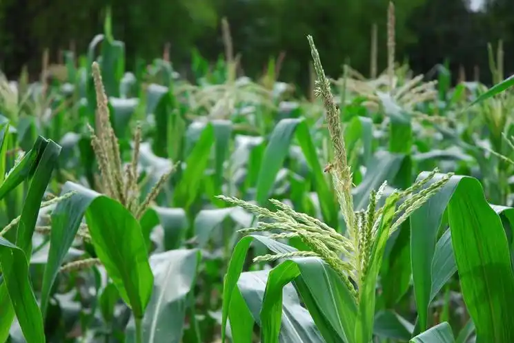 品种征集中！2026柯木塱春季鲜食玉米专题展示等你报名